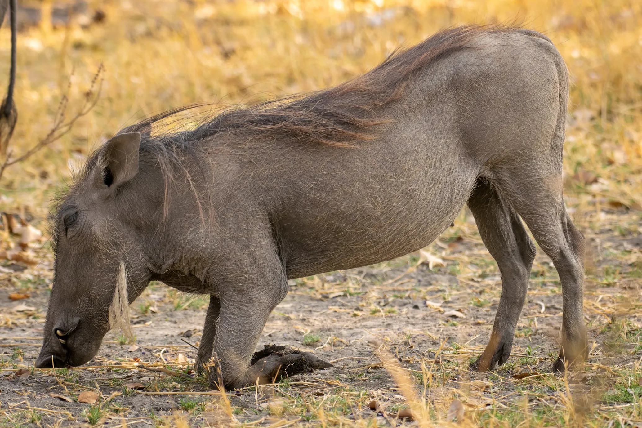 Aardvark
