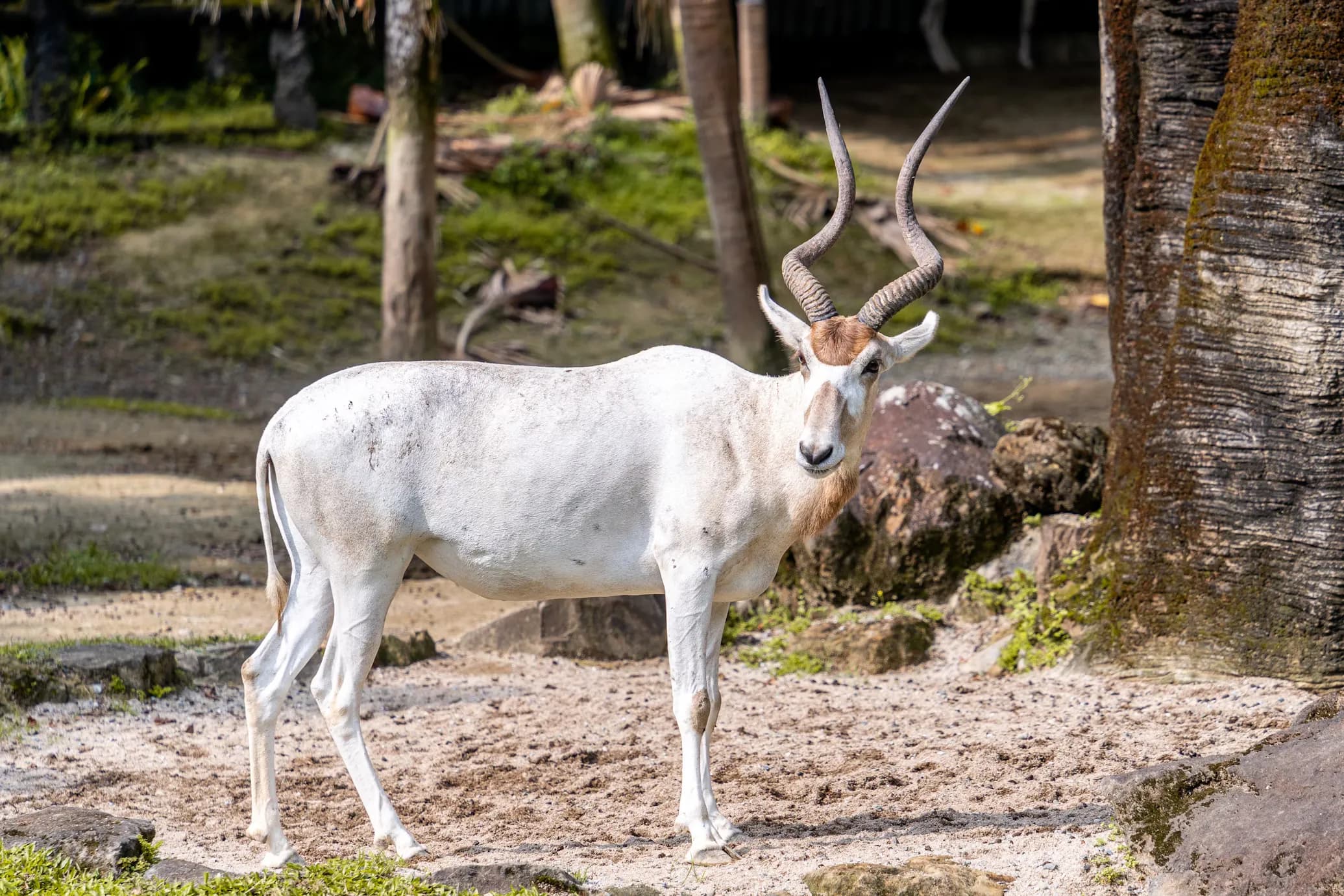 Addax
