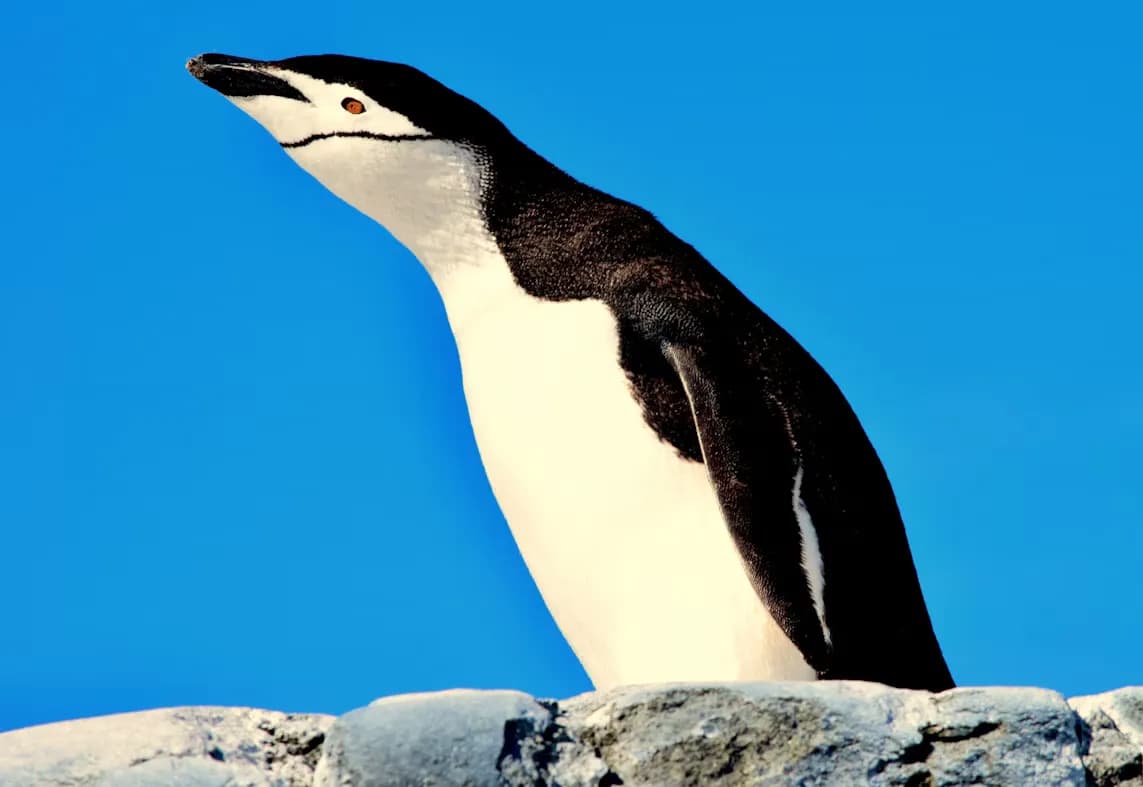 Adélie Penguin