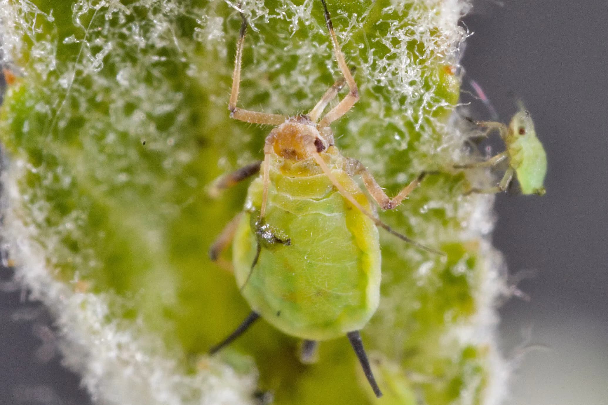 Aphid