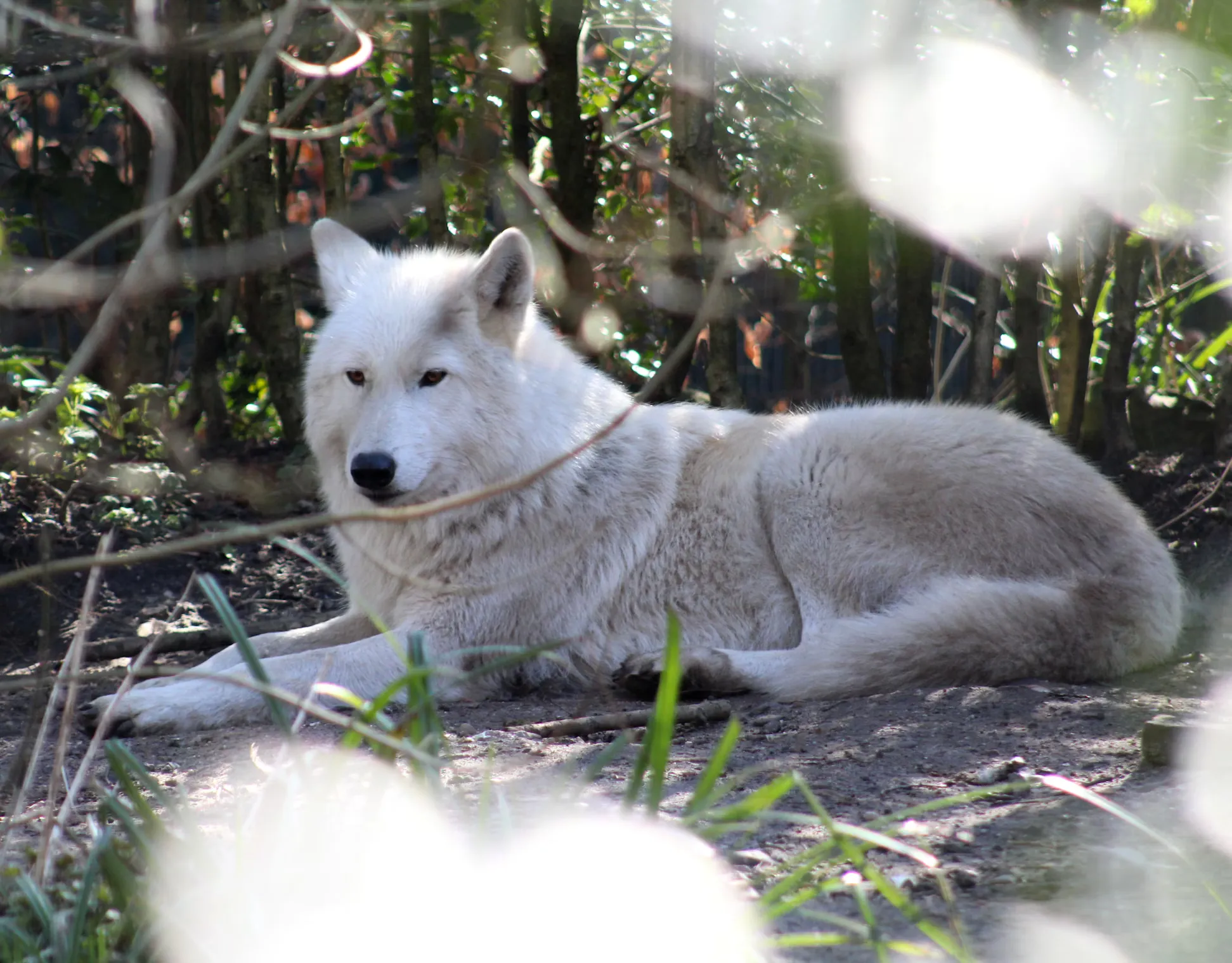 Arctic Wolf