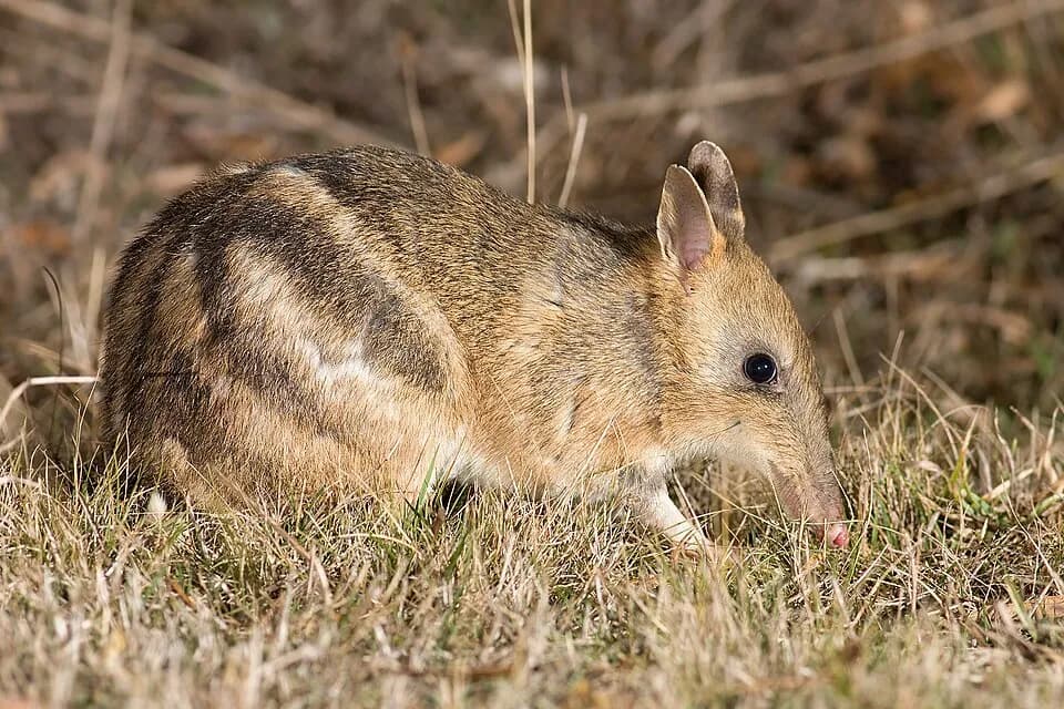 Bandicoot