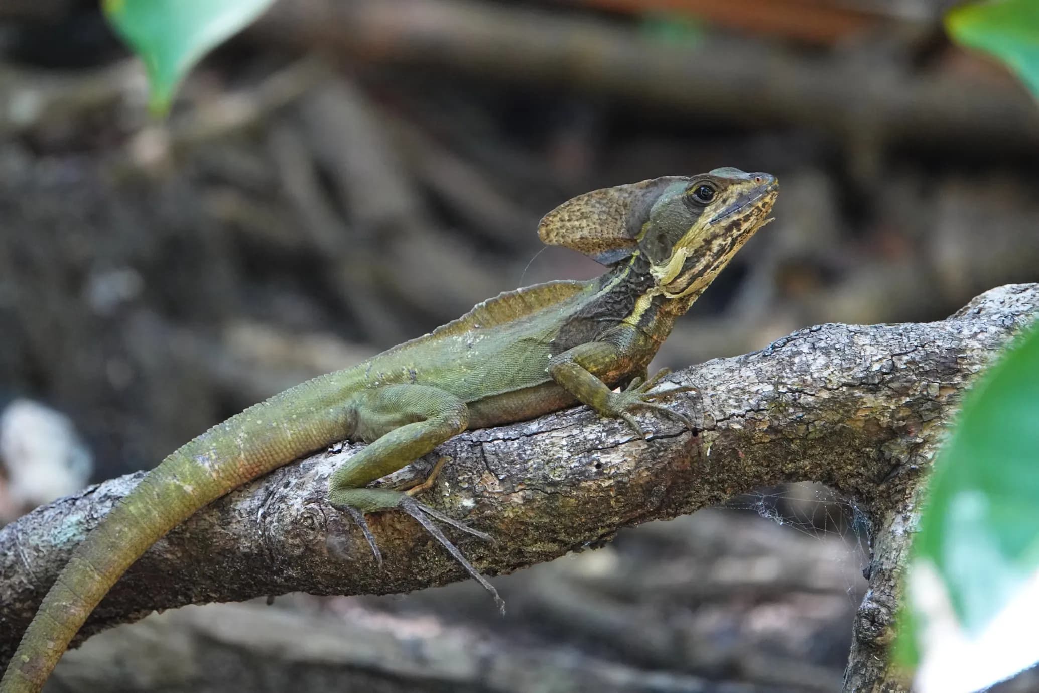 Basilisk Lizard