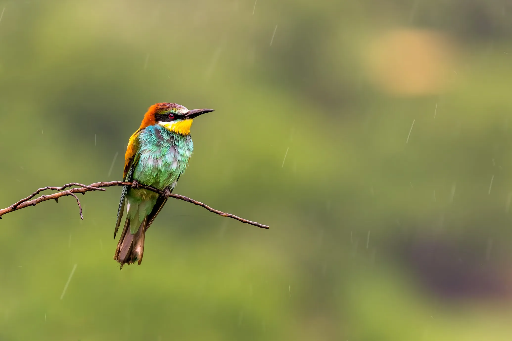 Bee-eater