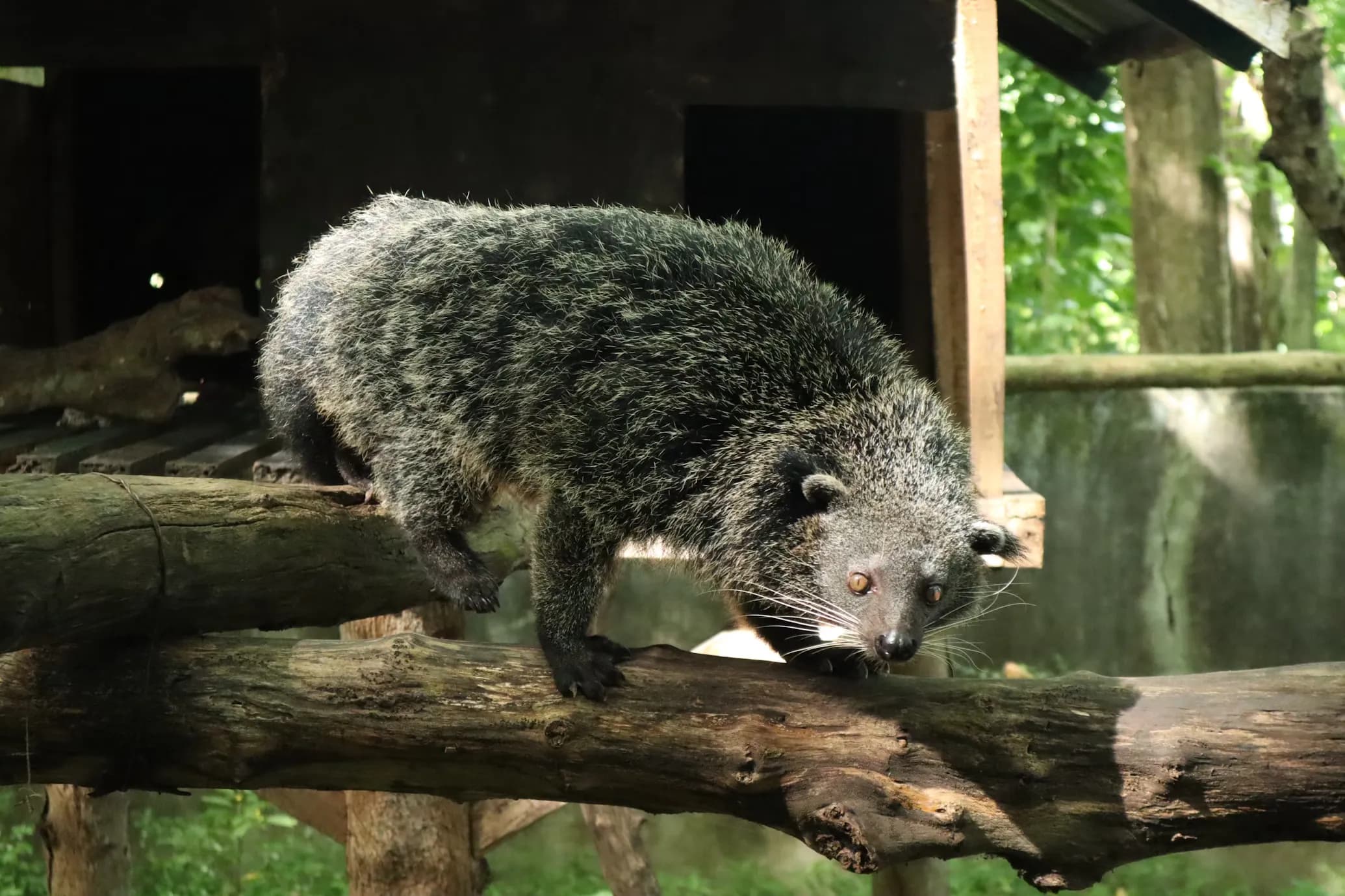 Binturong