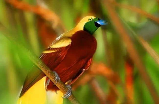 Bird-of-paradise