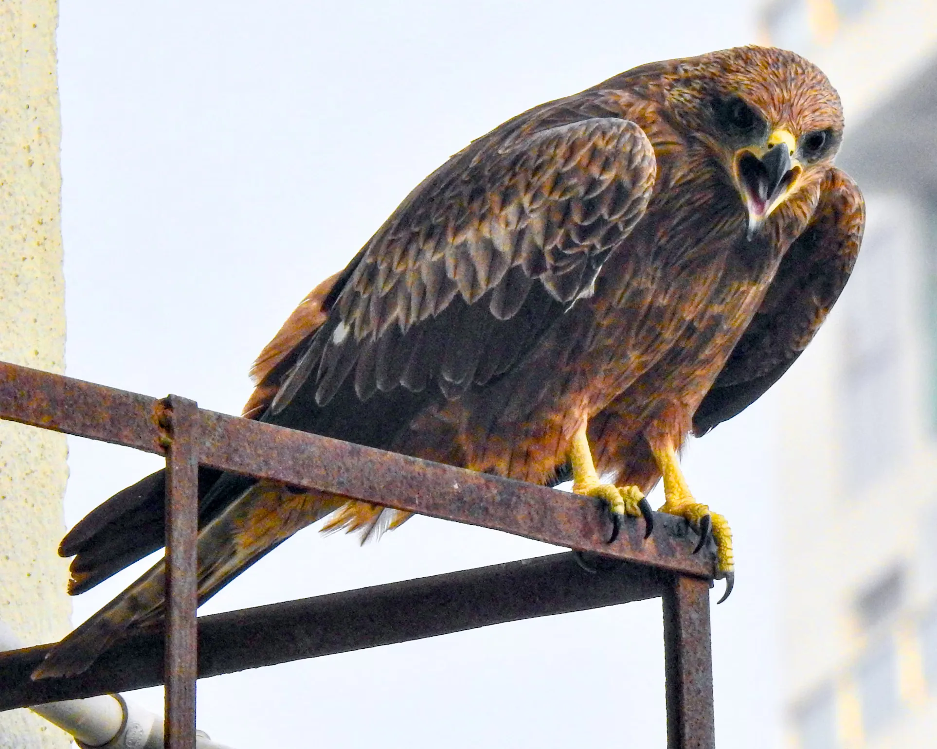 Black Kite