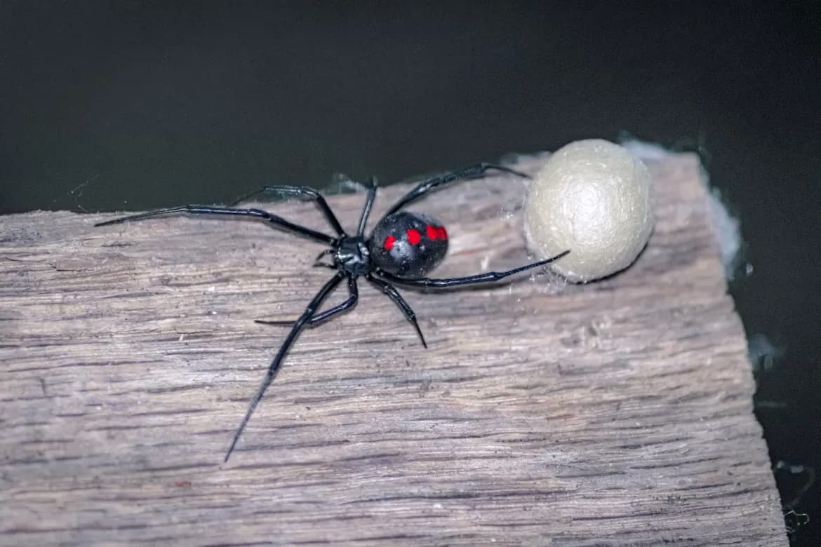 Black Widow Spider