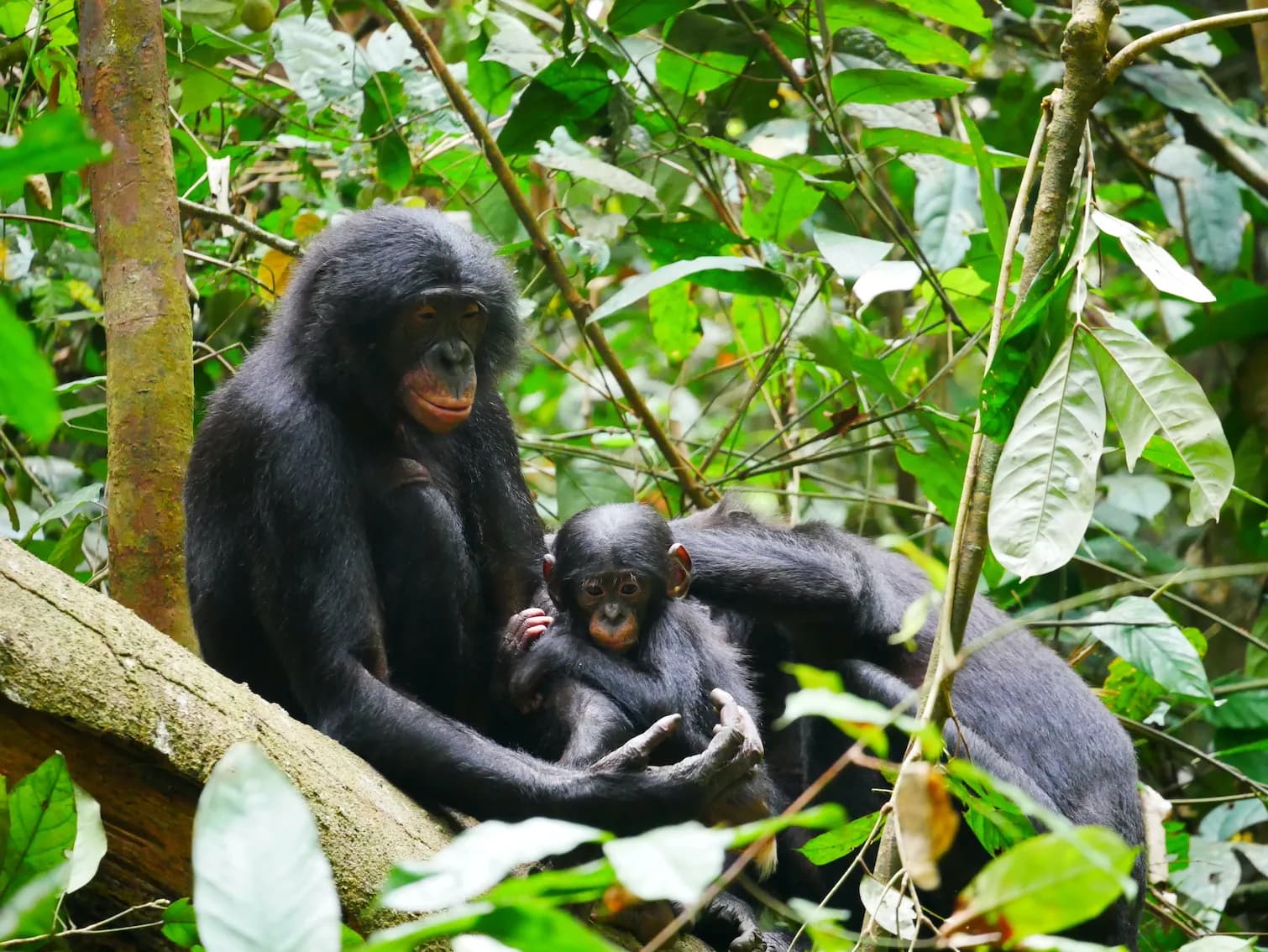 Bonobo