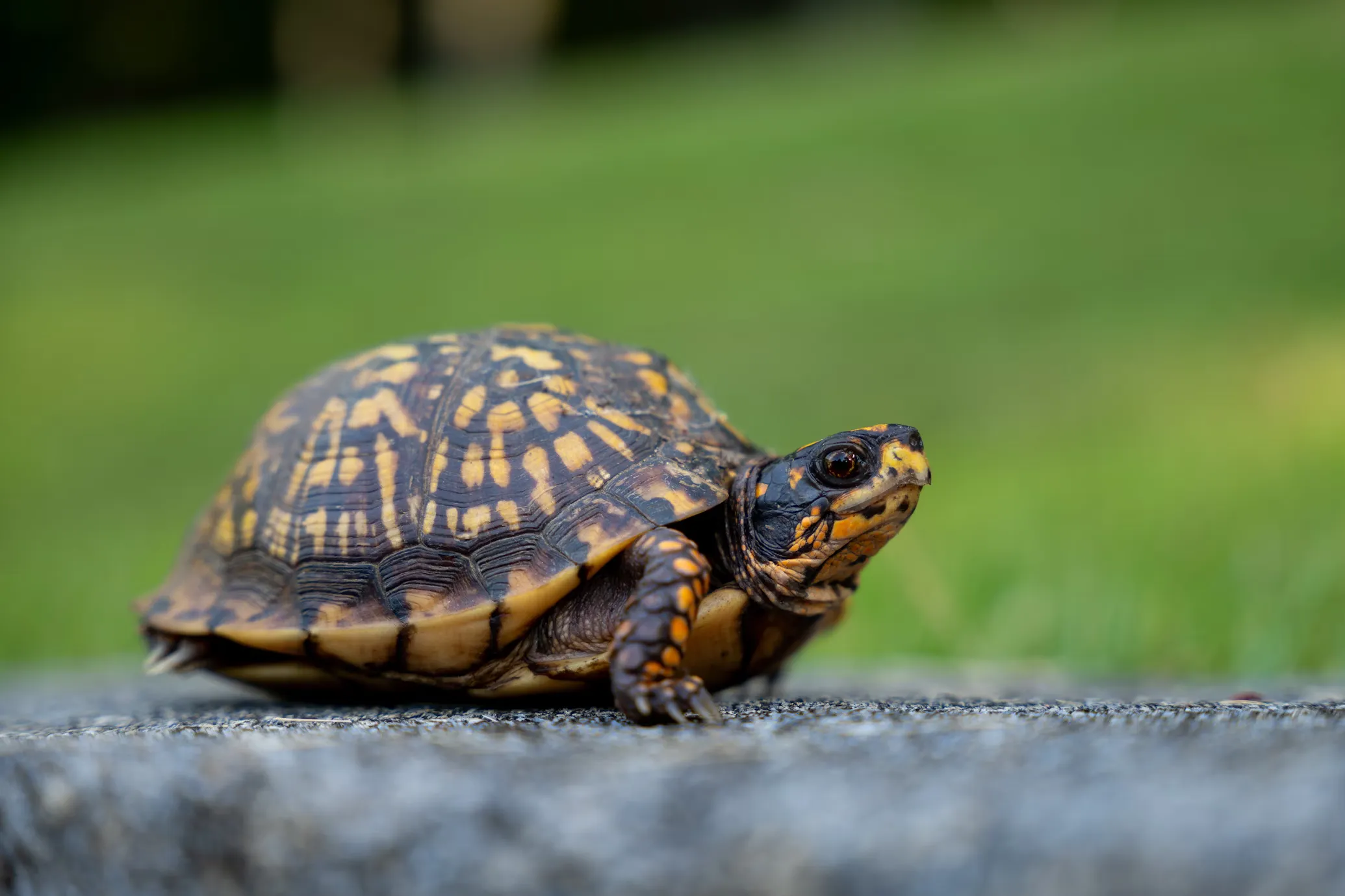 Box Turtle