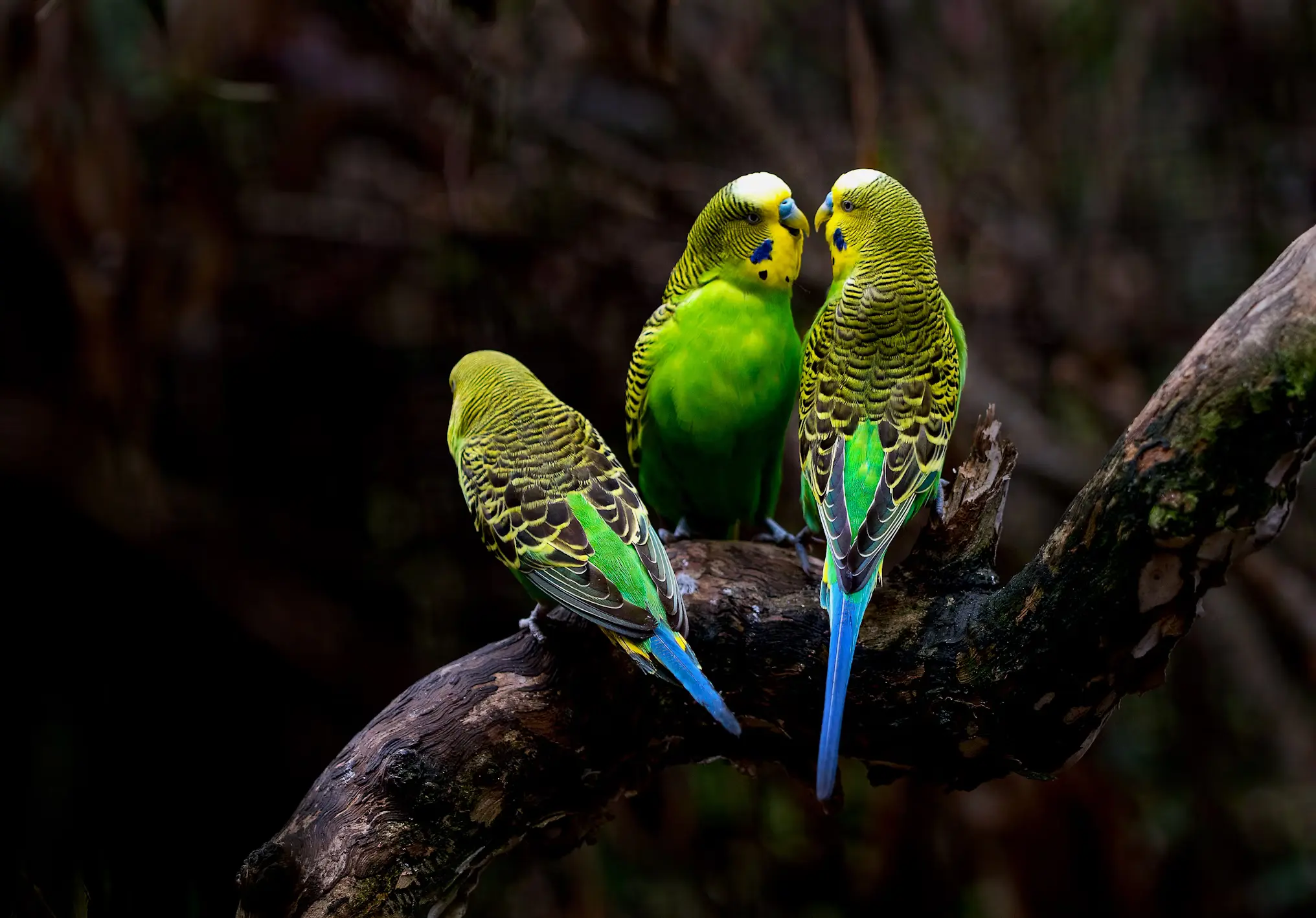 Budgerigar