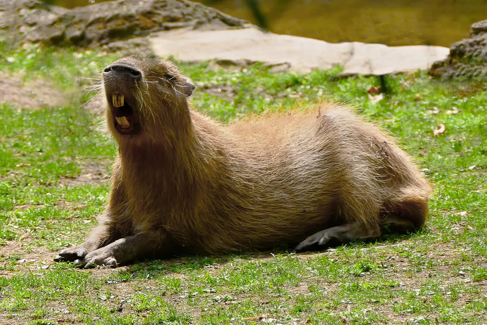 Capybara