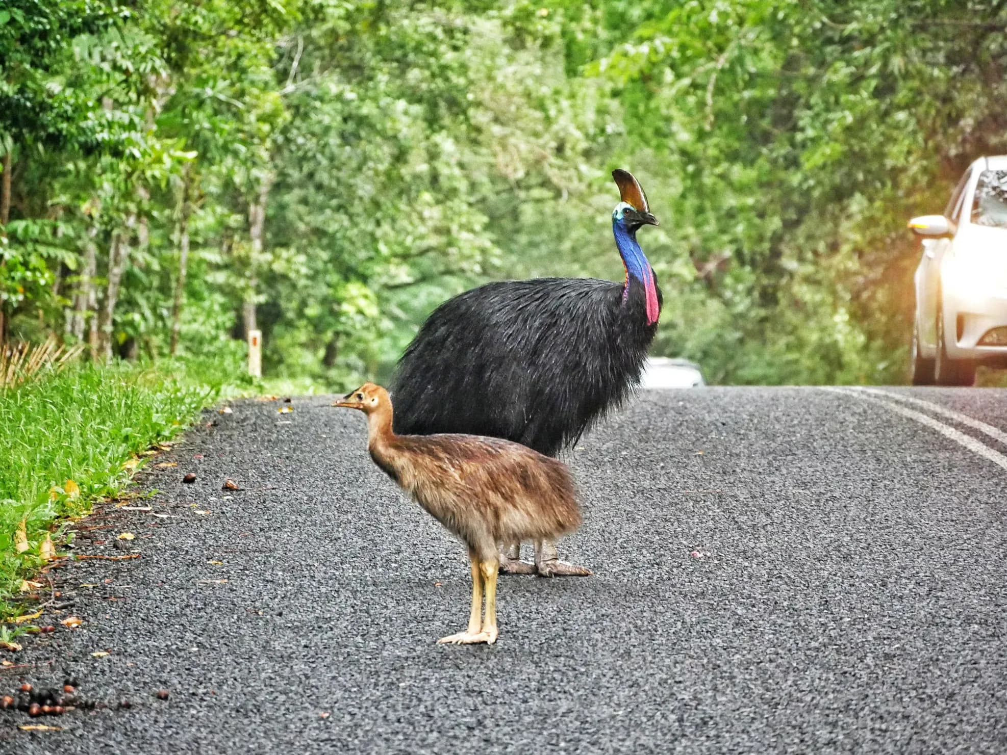 Cassowary