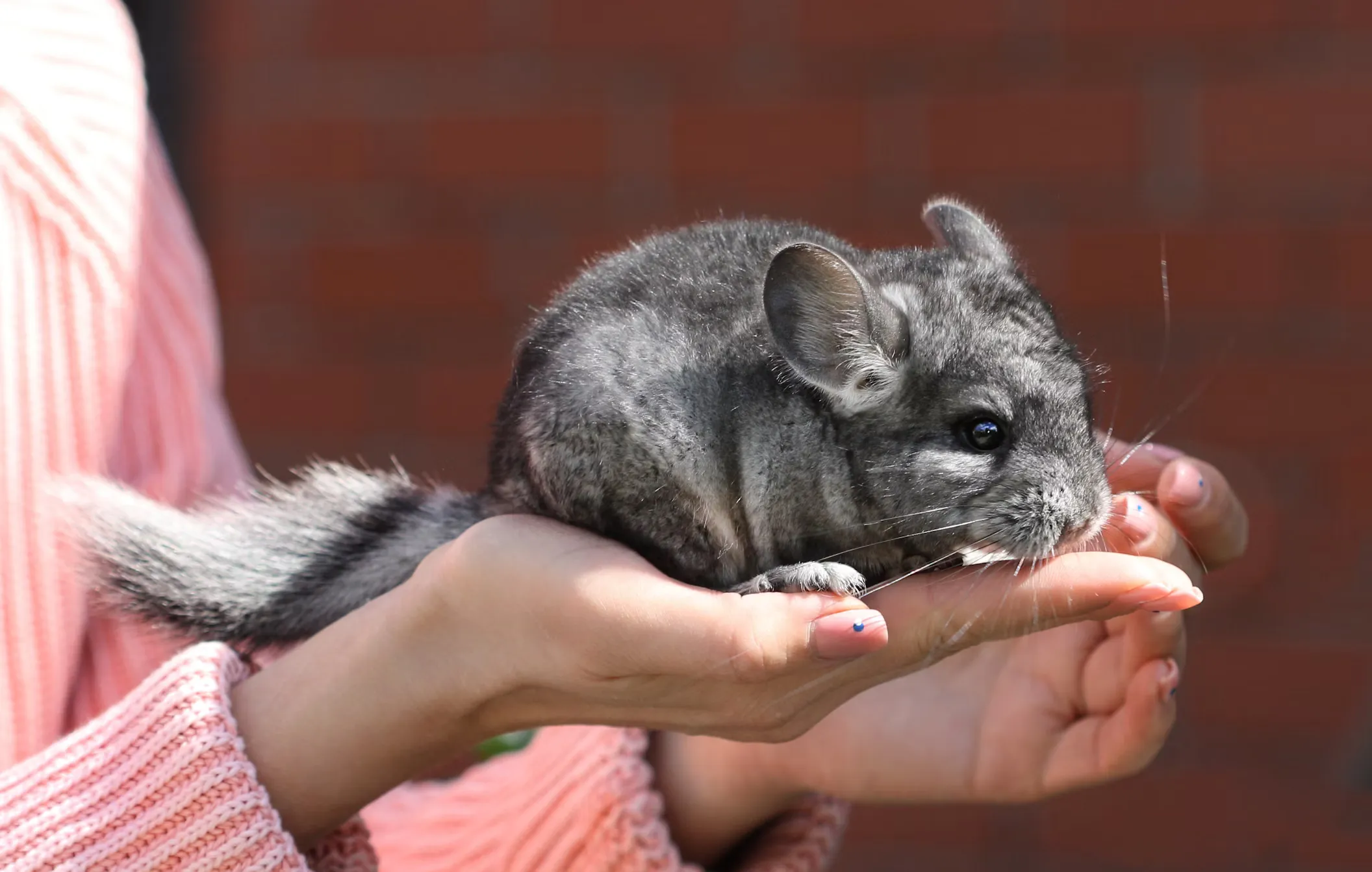 Chinchilla