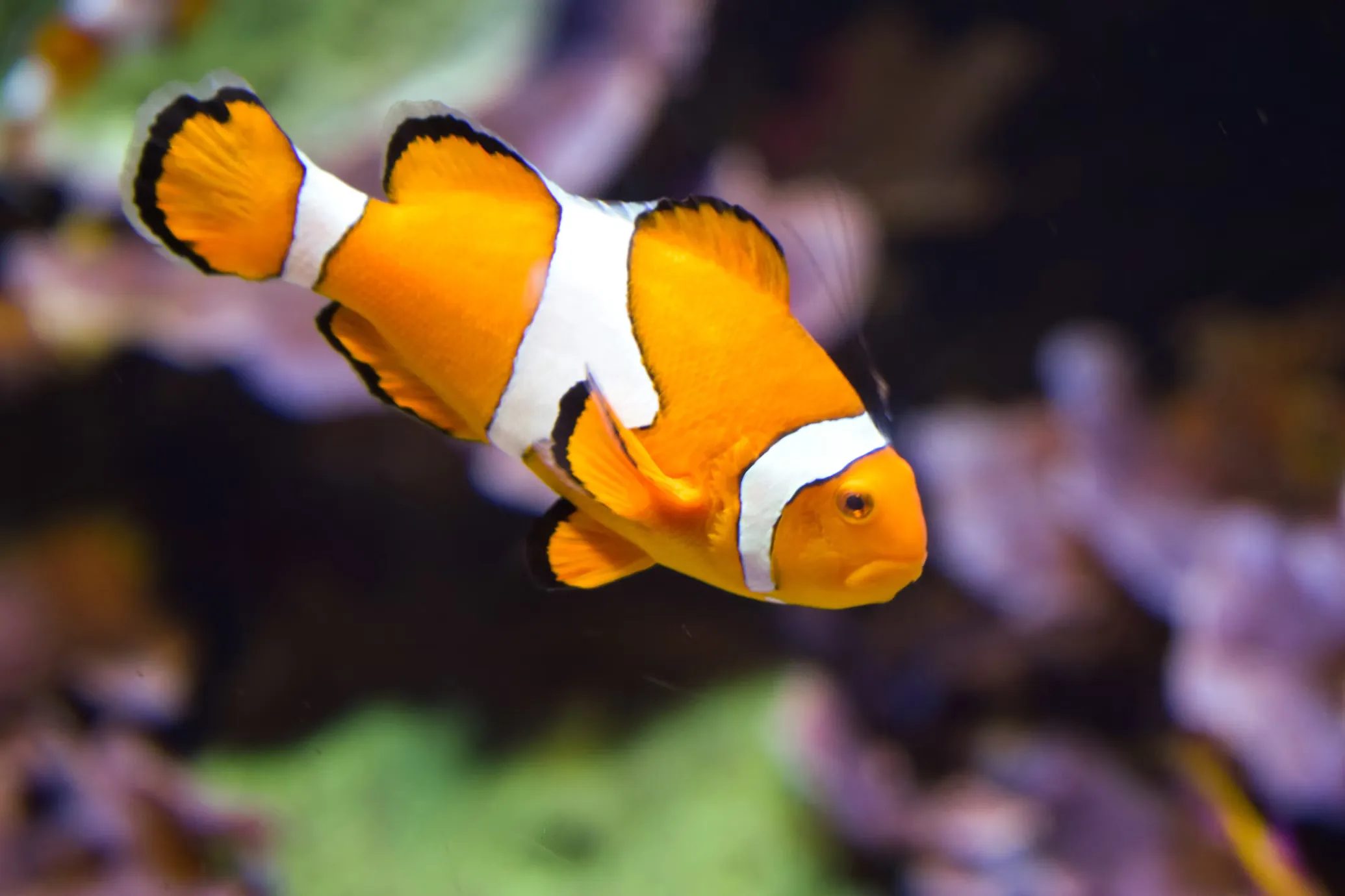 Clownfish