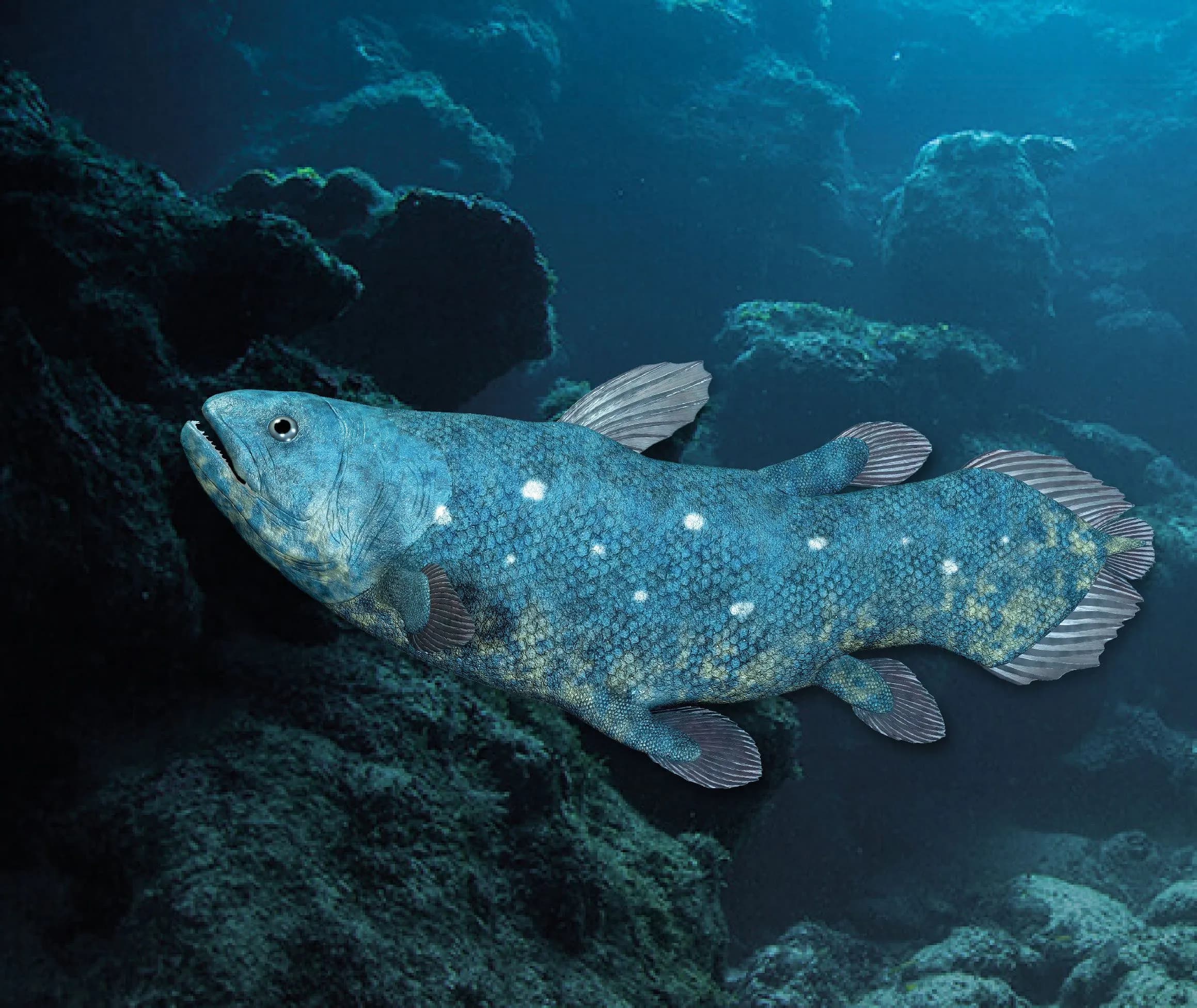 Coelacanth