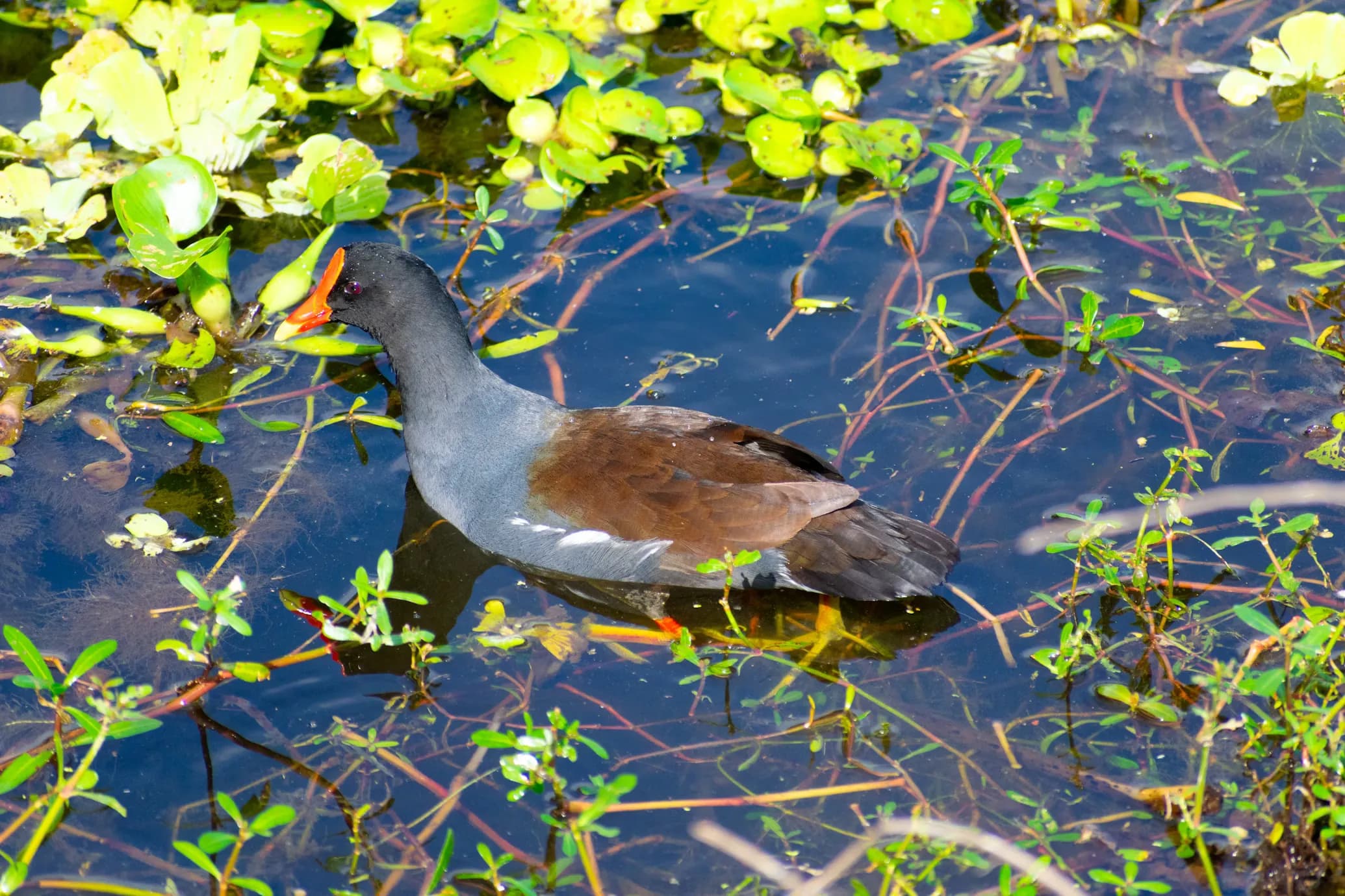 Common Moorhen