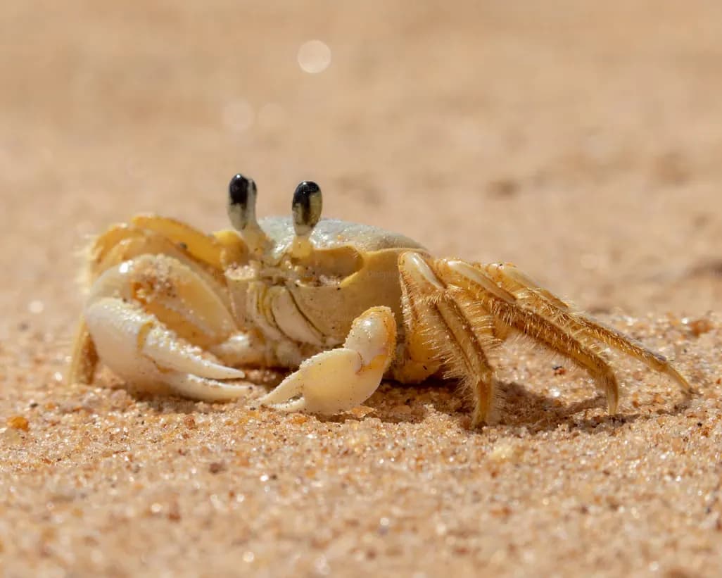 Crab