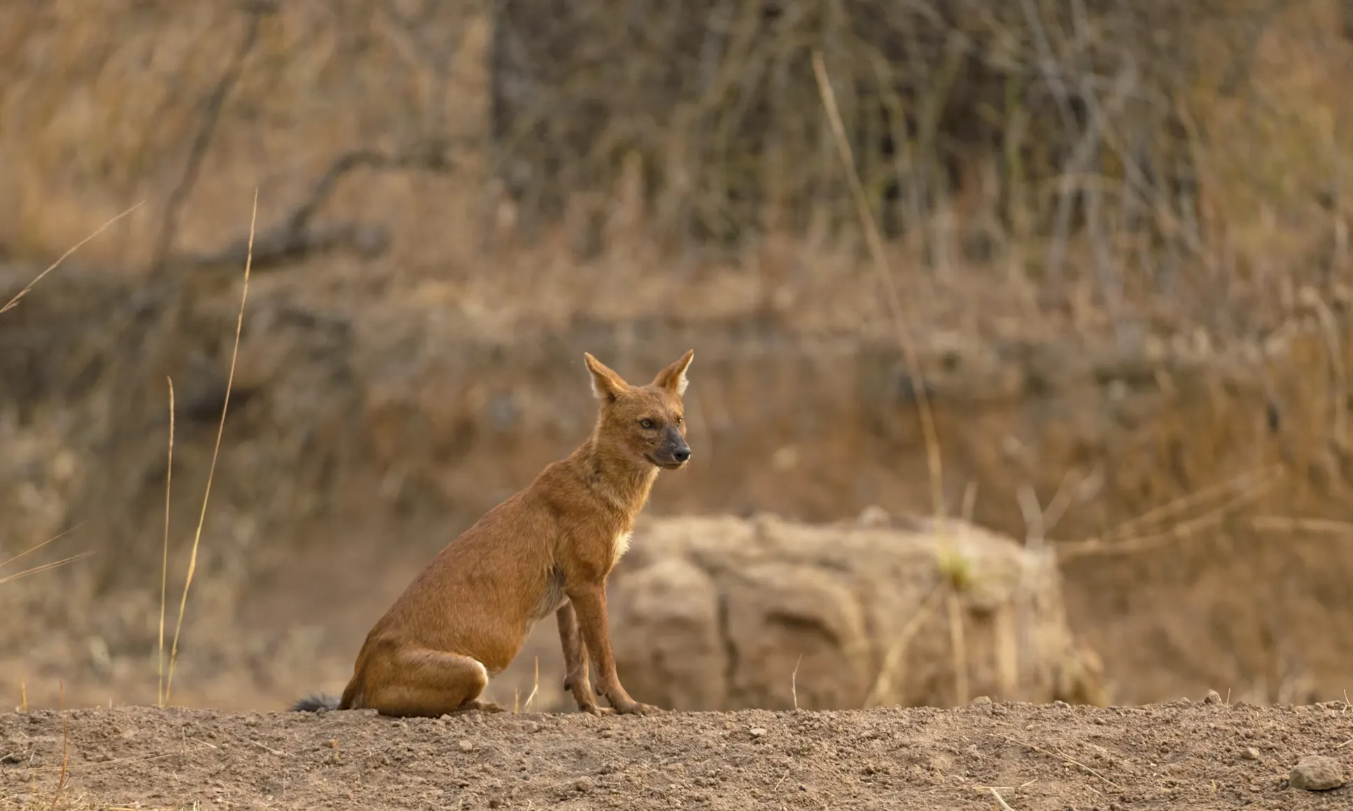 Dhole
