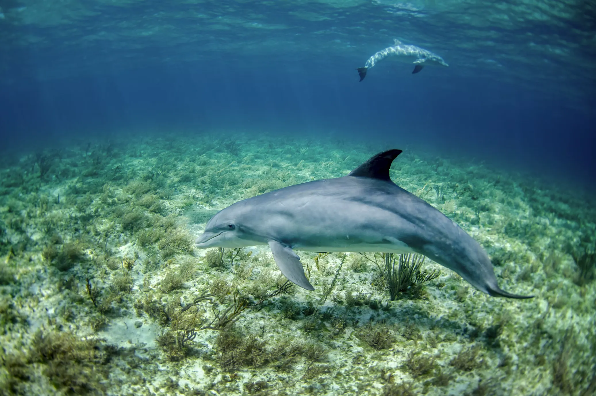 Dolphin