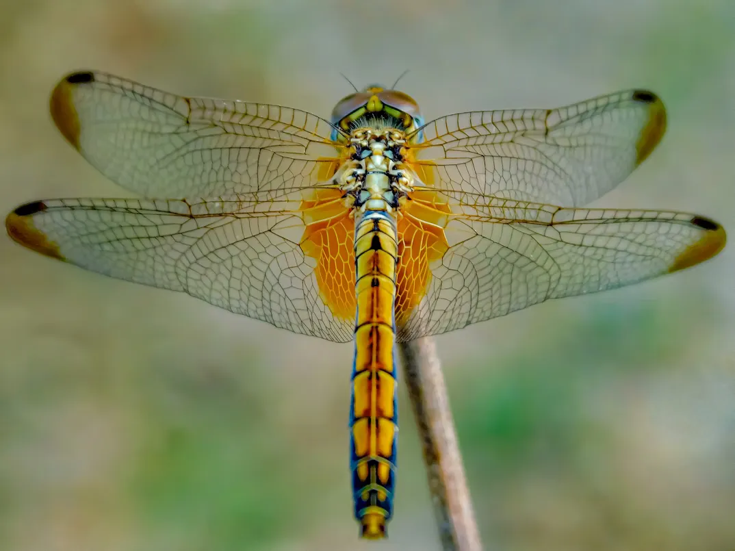 Dragonfly