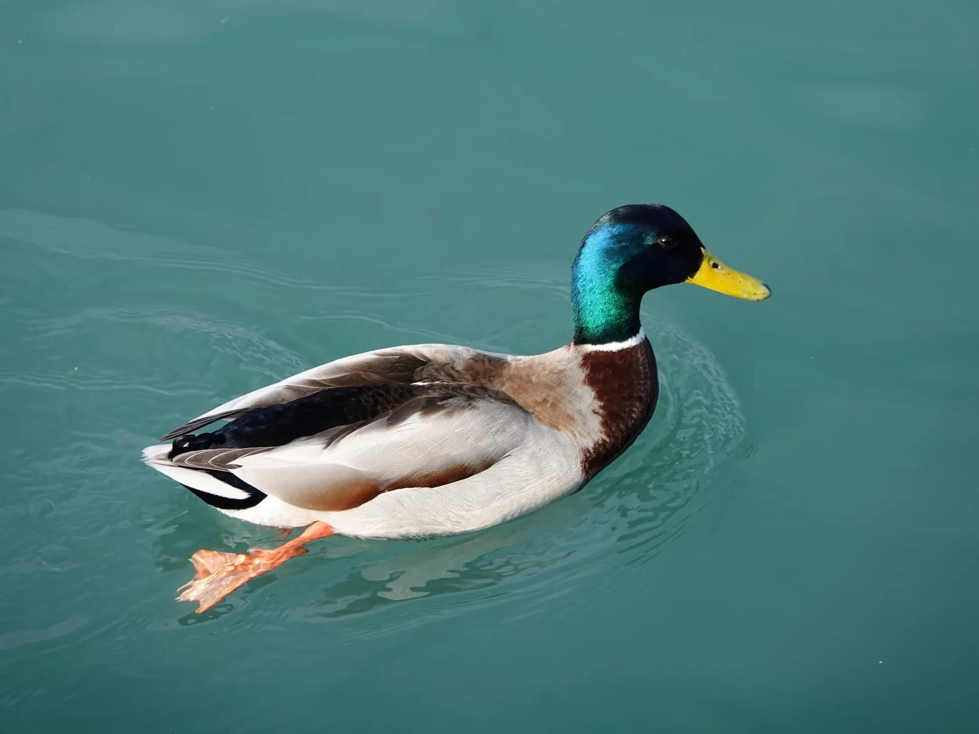 Duck