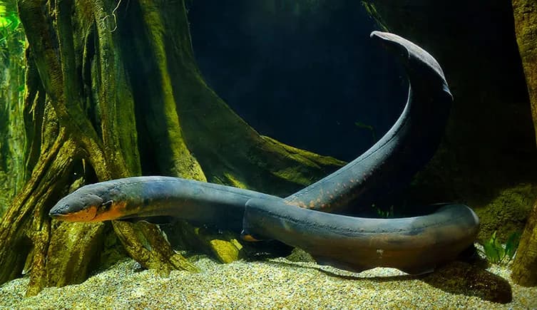 Electric Eel