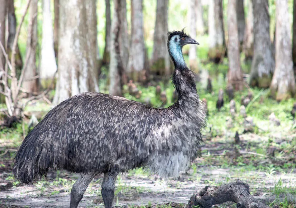 Emu