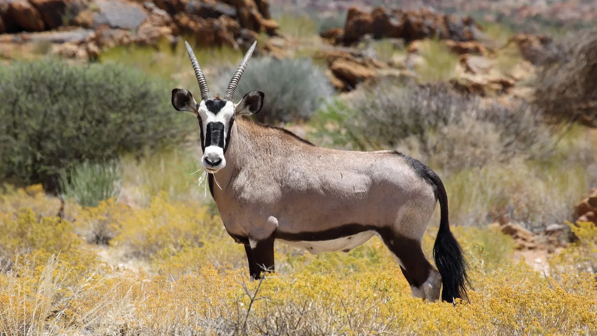 Gemsbok