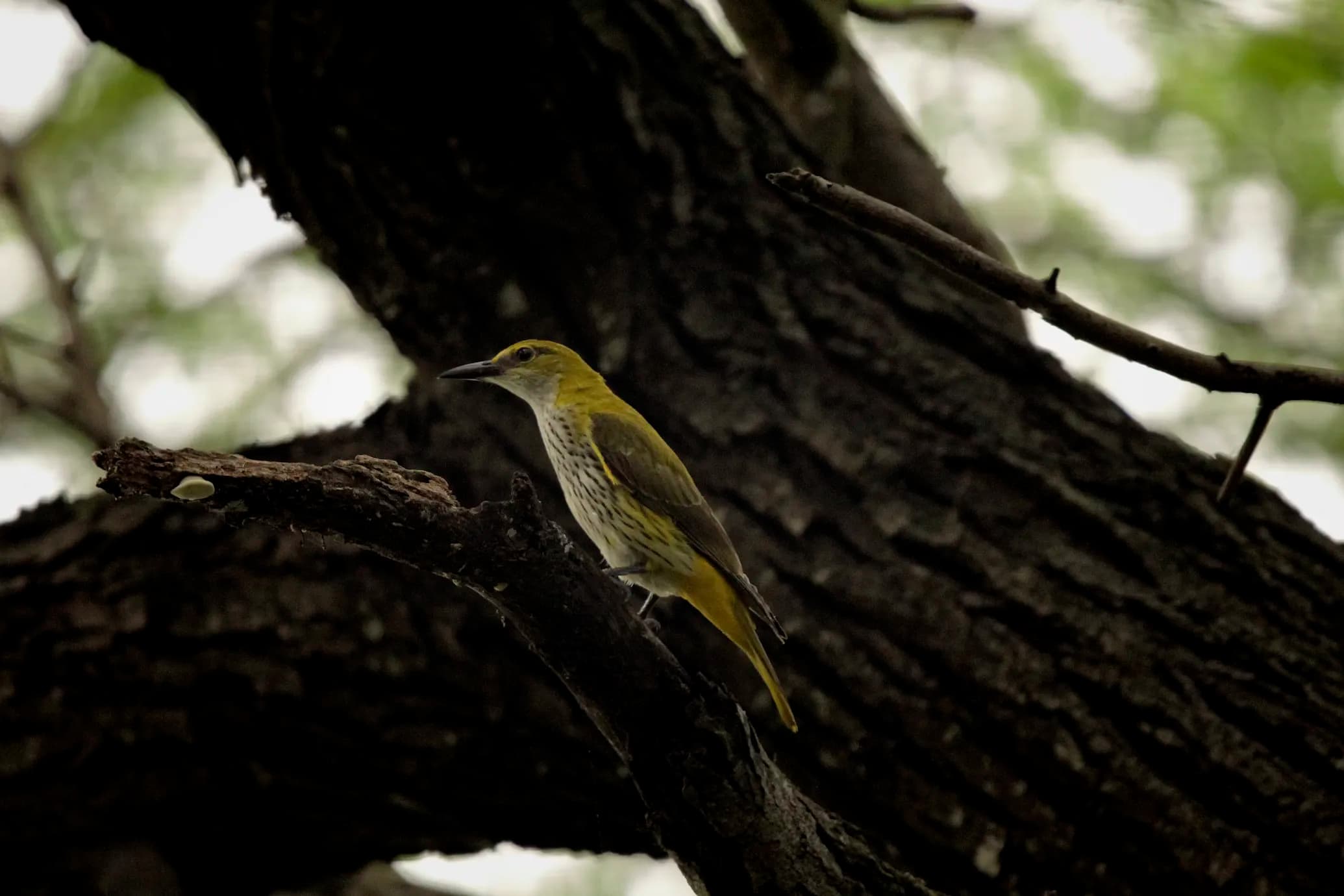 Golden Oriole