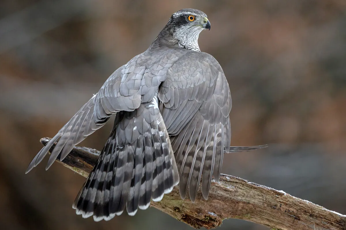 Goshawk