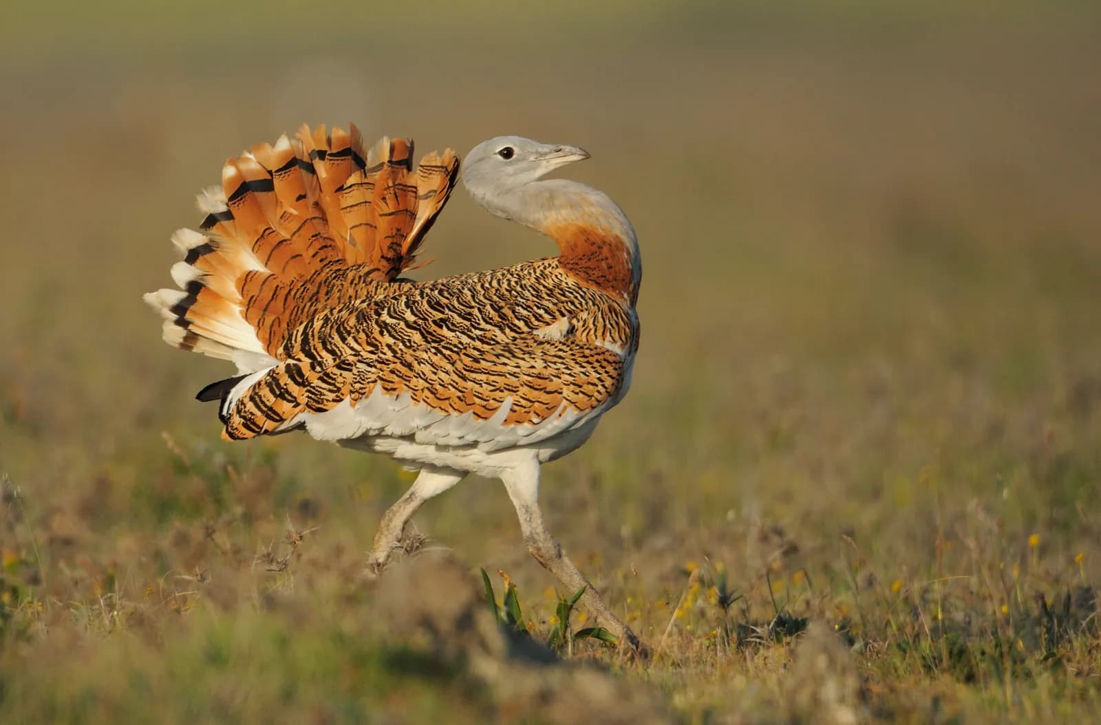Great Bustard