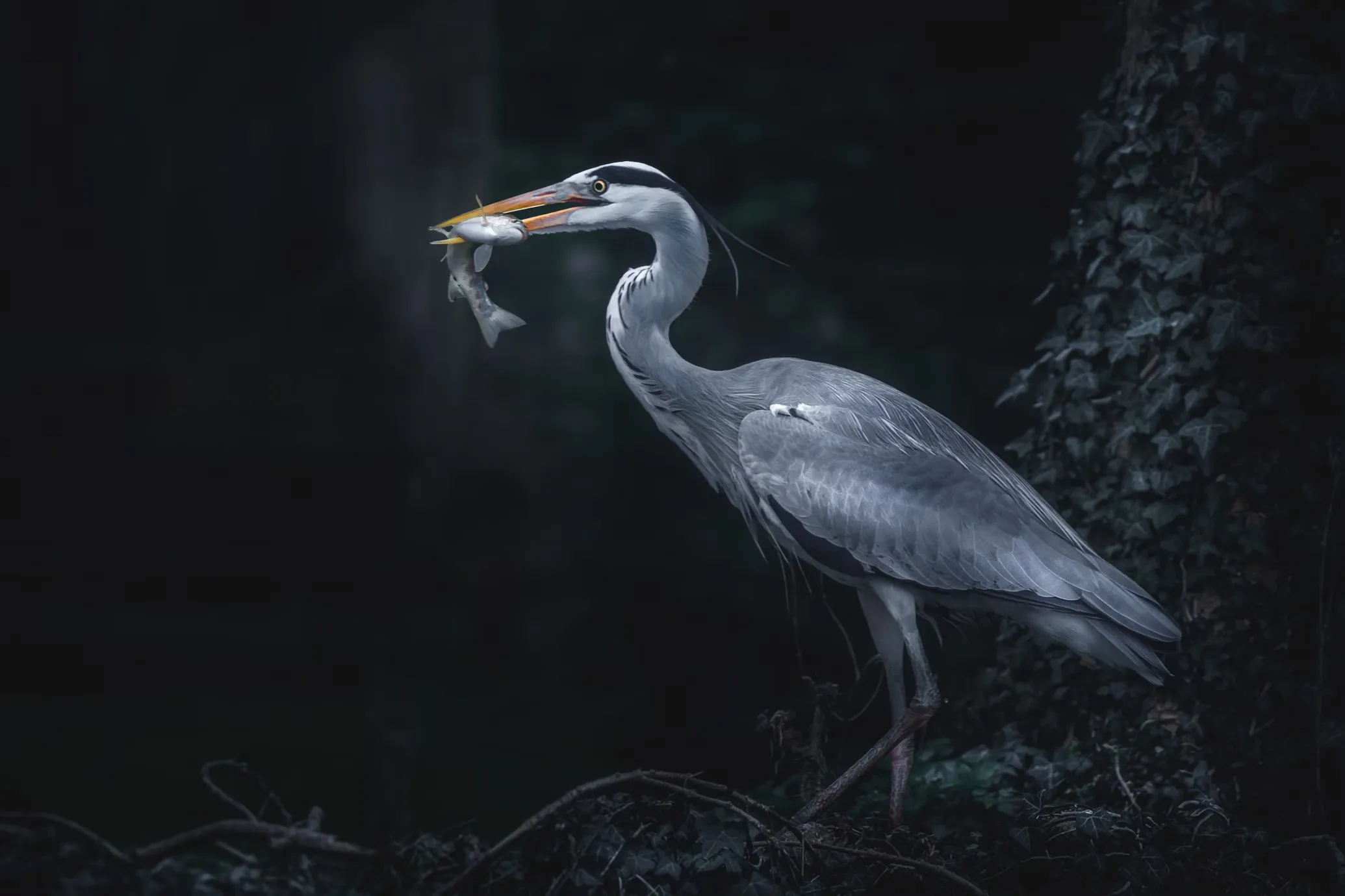 Grey Heron
