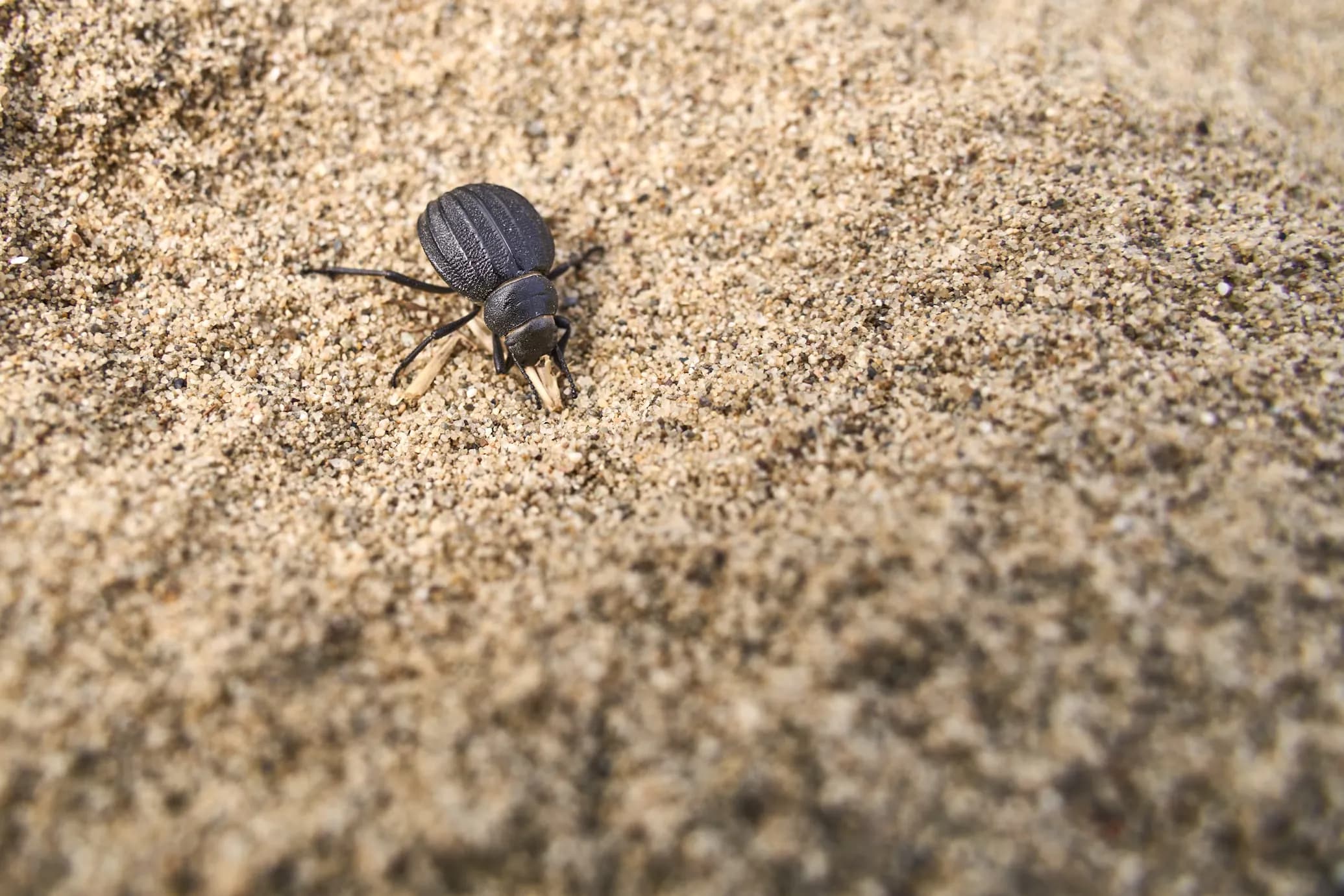 Ground Beetle