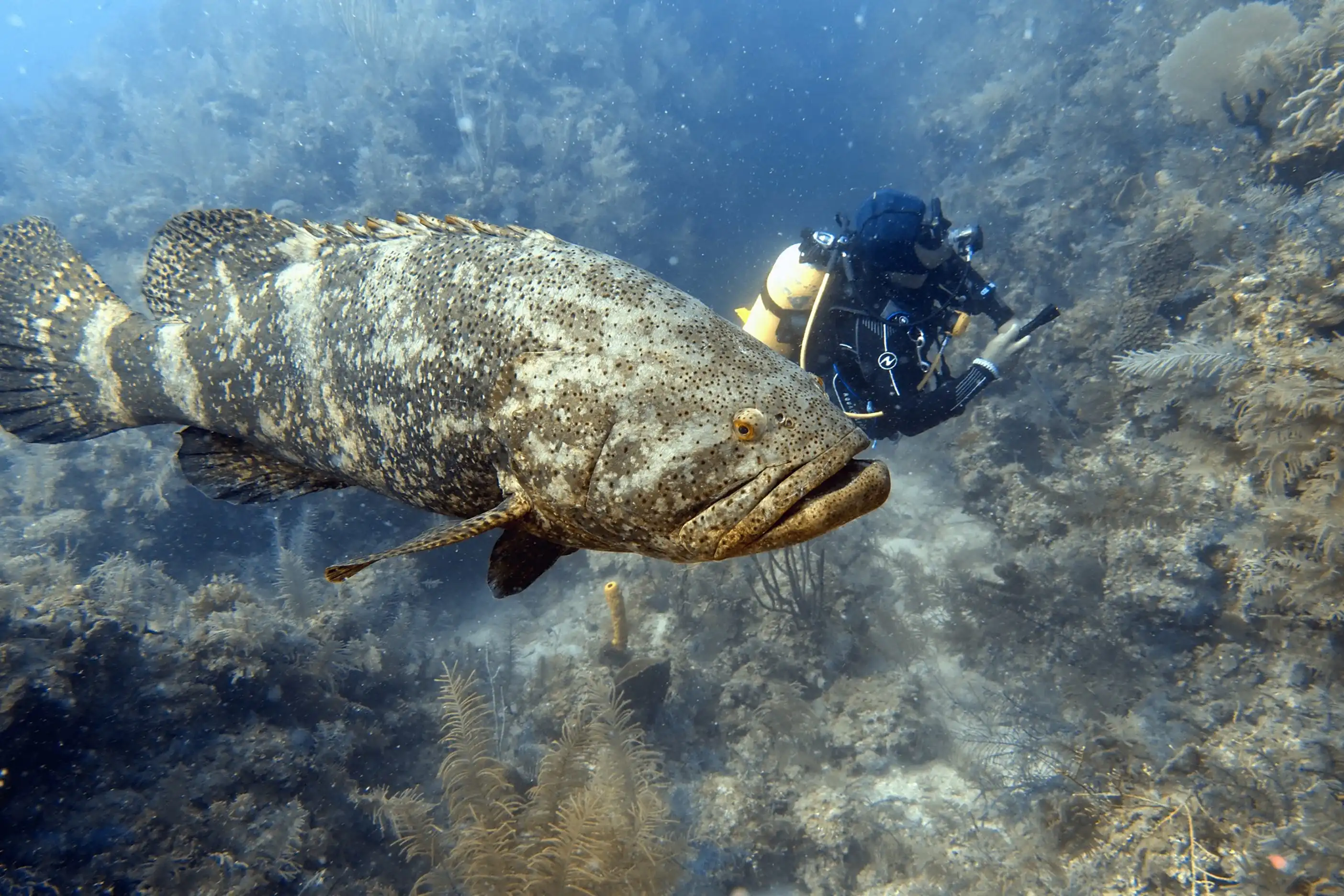 Grouper