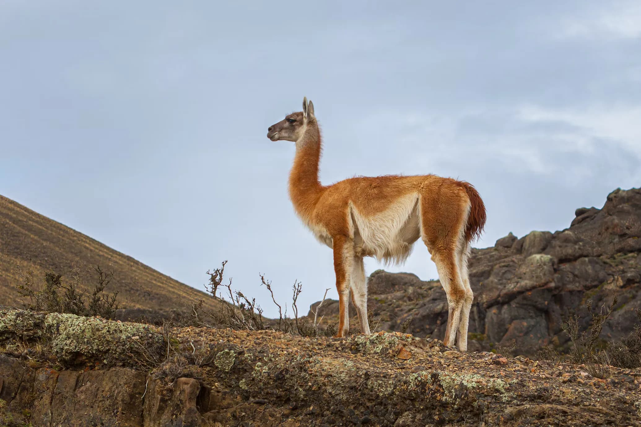 Guanaco