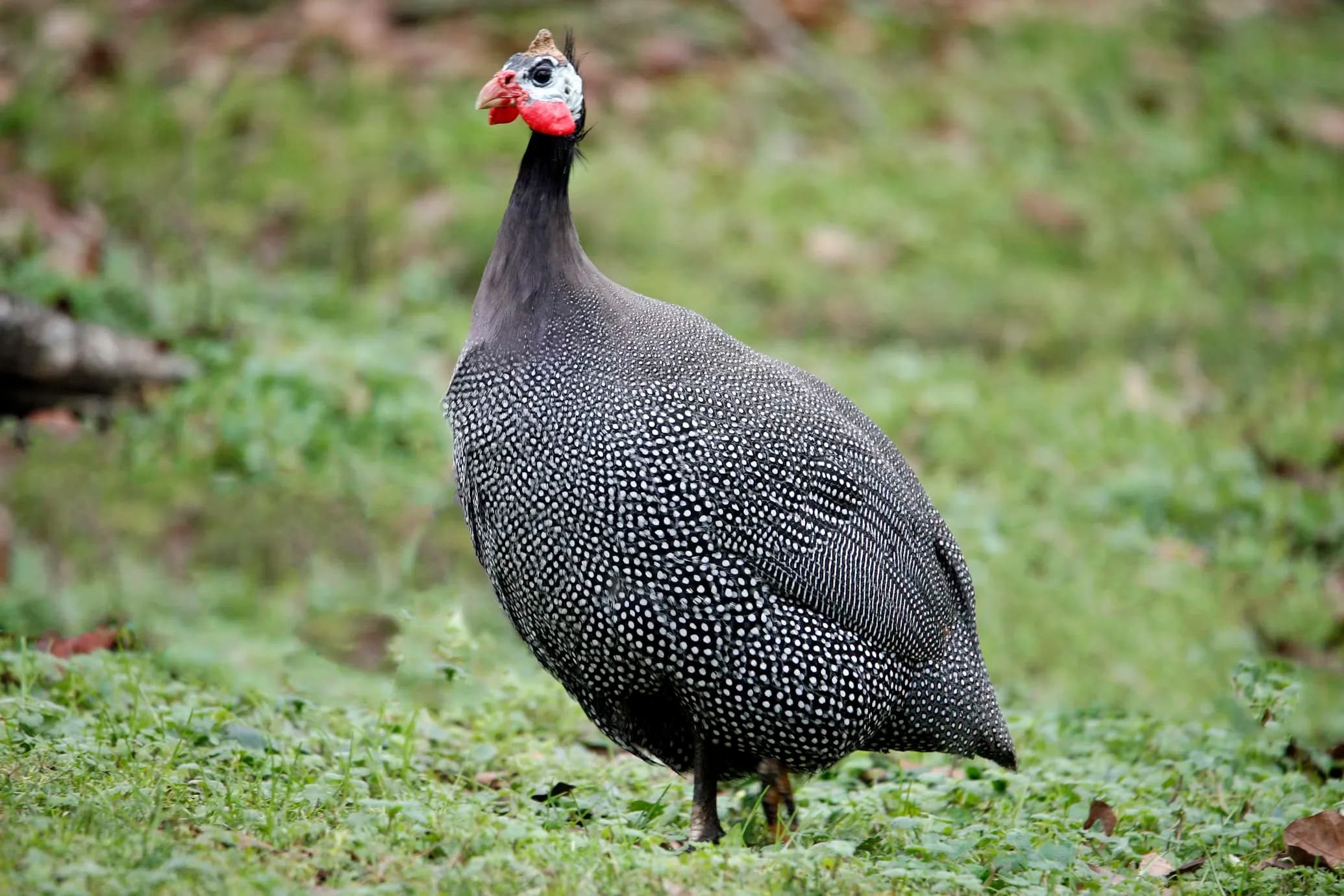 Guinea Fowl