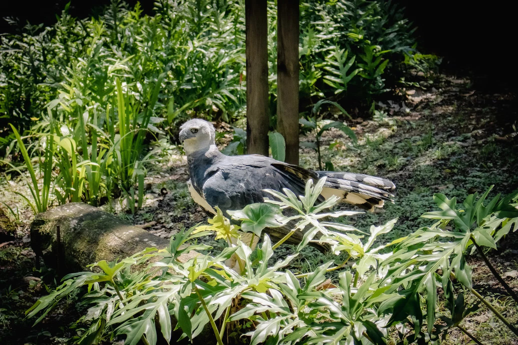 Harpy Eagle