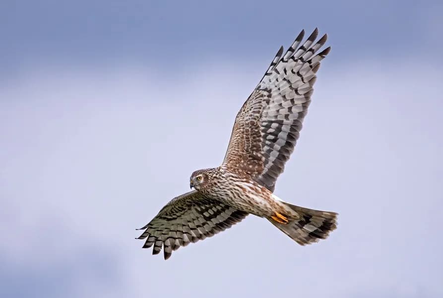 Hen Harrier
