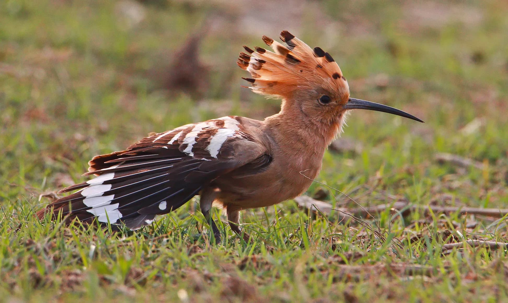 Hoopoe