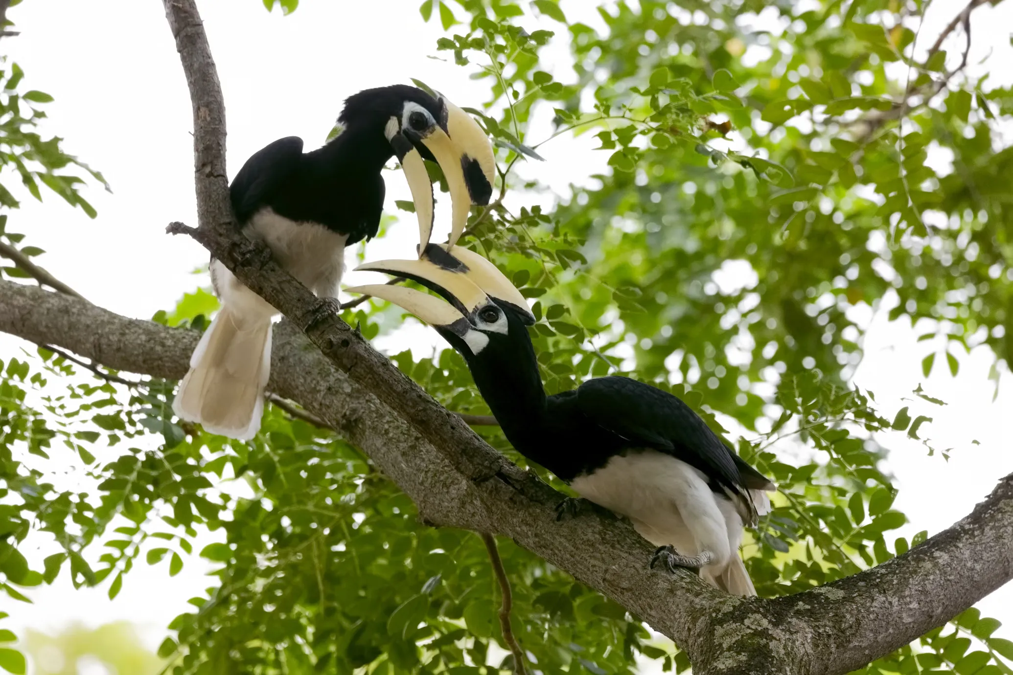 Hornbill