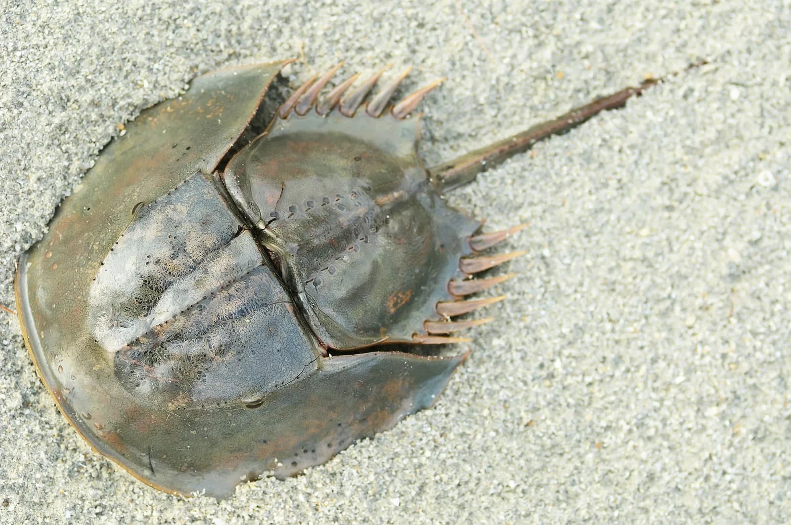 Horseshoe Crab
