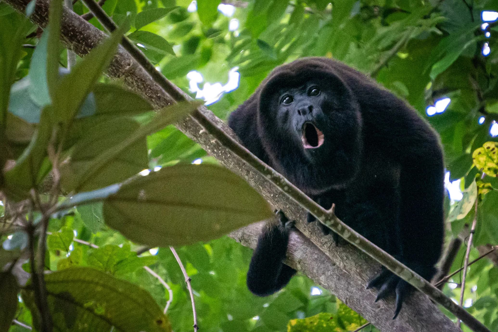 Howler Monkey