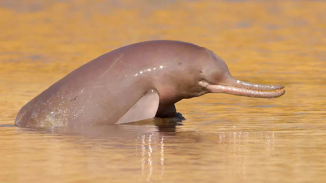 Indus River Dolphin