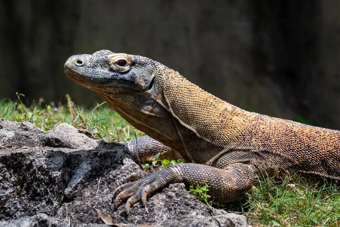 Komodo Dragon