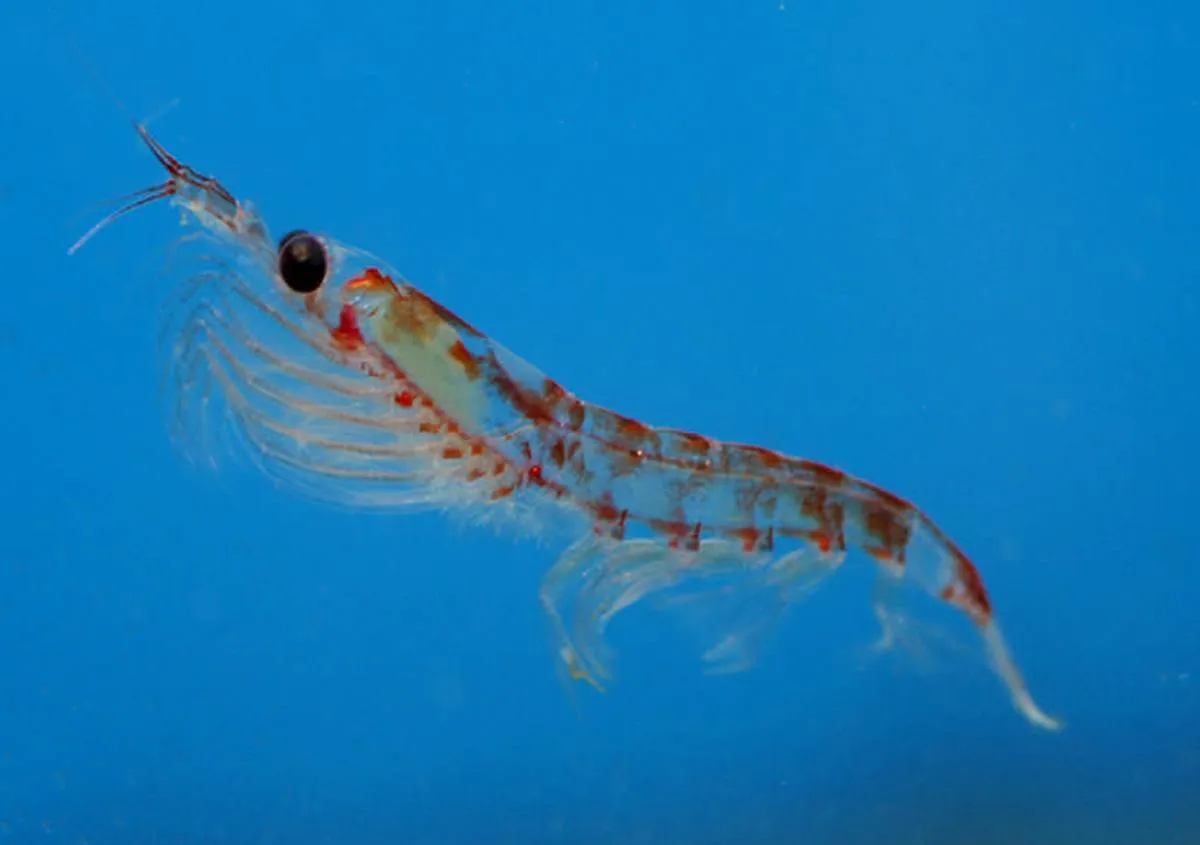 Krill