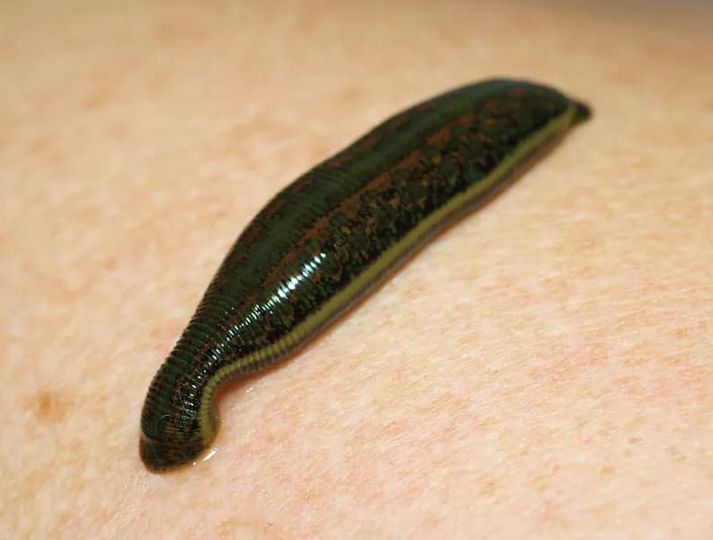 Leech