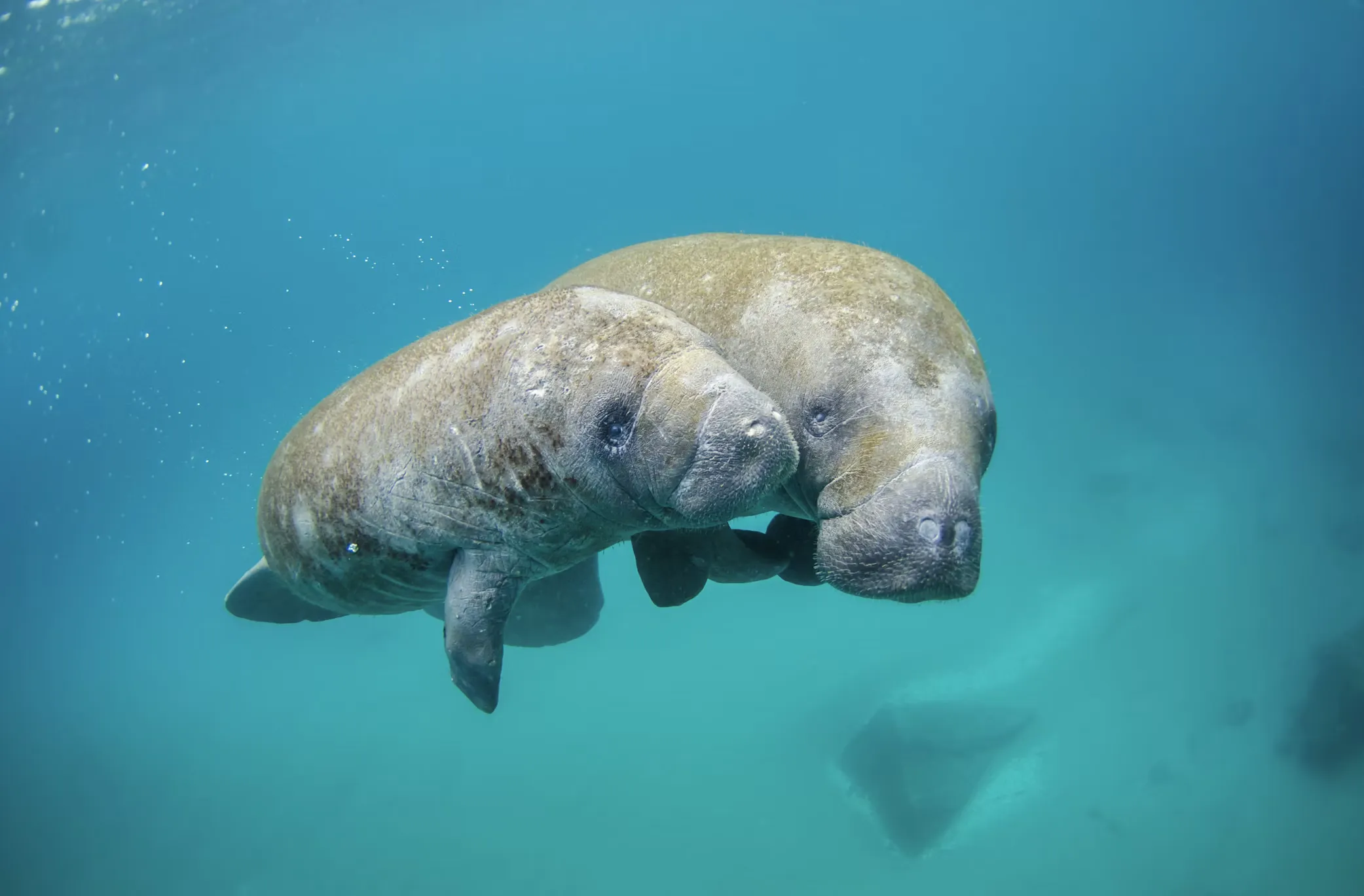 Manatee