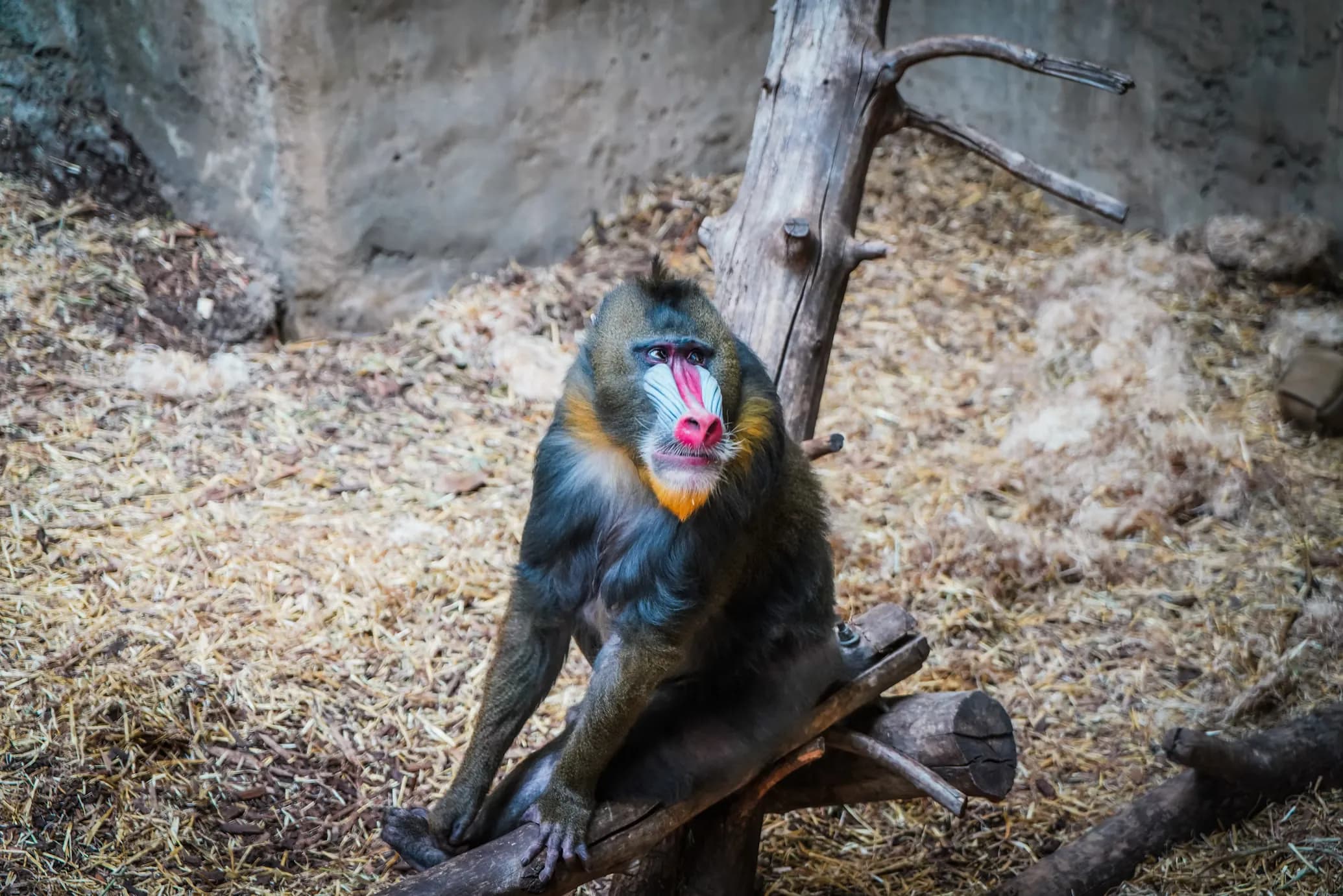Mandrill