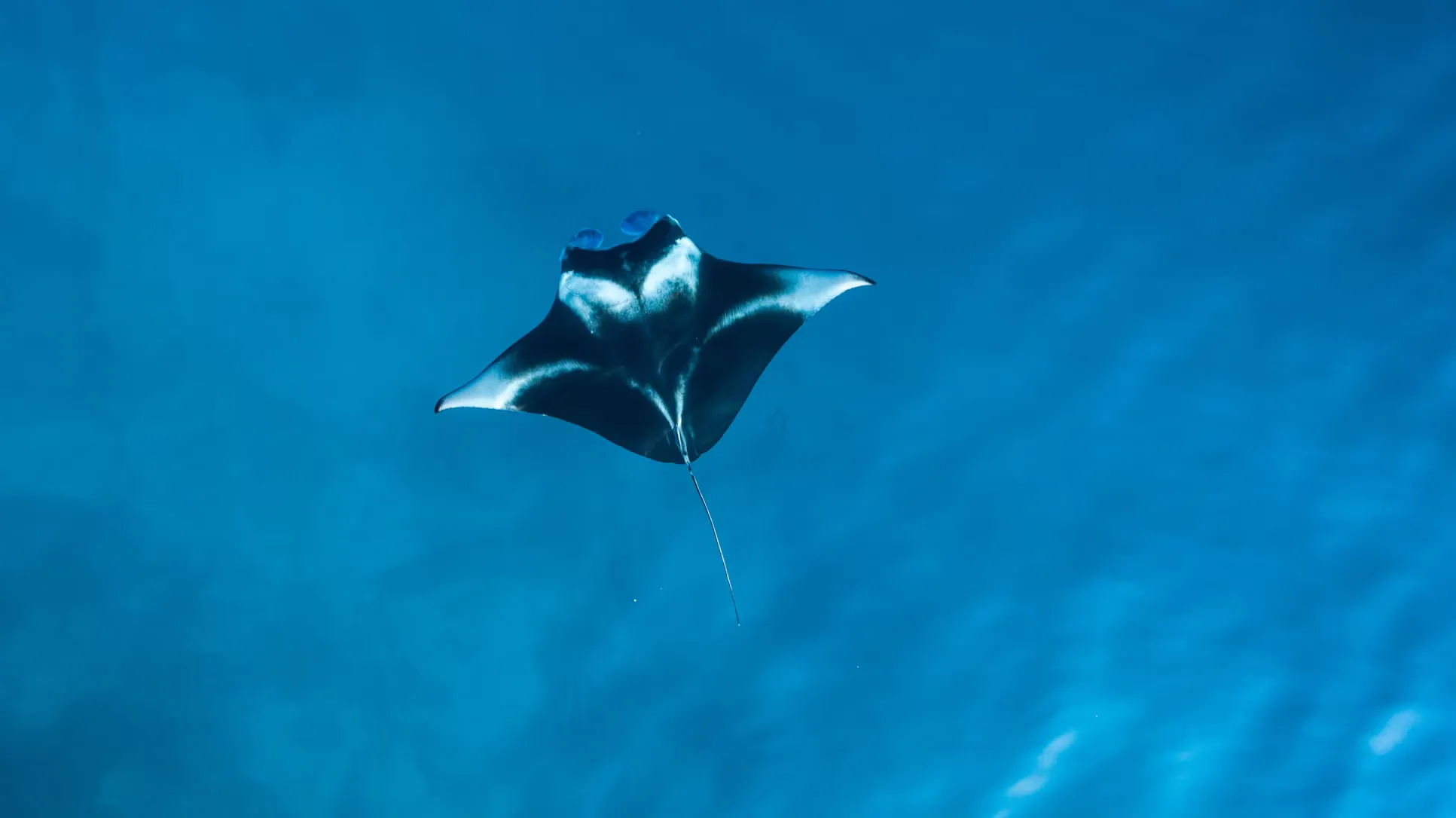 Manta Ray